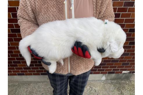 成約済の千葉県のグレートピレニーズ-359424の18枚目